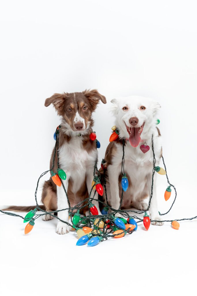 Forest-xmas20-6_websize-4